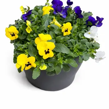 Horned pansy Trio – Viola cornuta