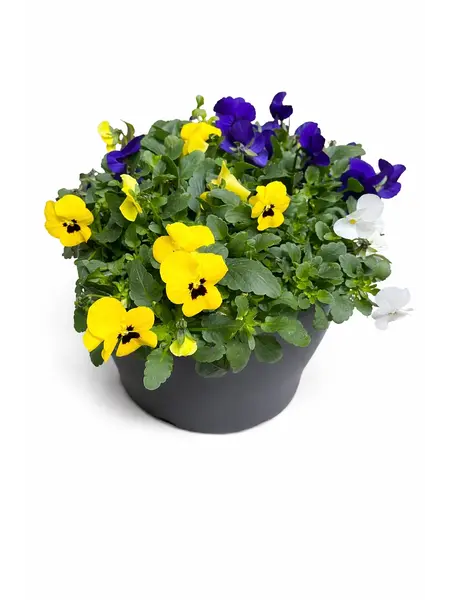 Bosviooltjes Trio – Viola cornuta