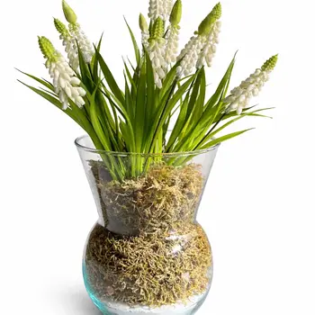Artificial Muscari White Grape Hyacinths in Vase