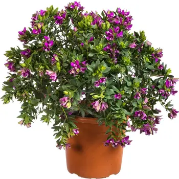 Vleugeltjesbloem – Polygala myrtifolia