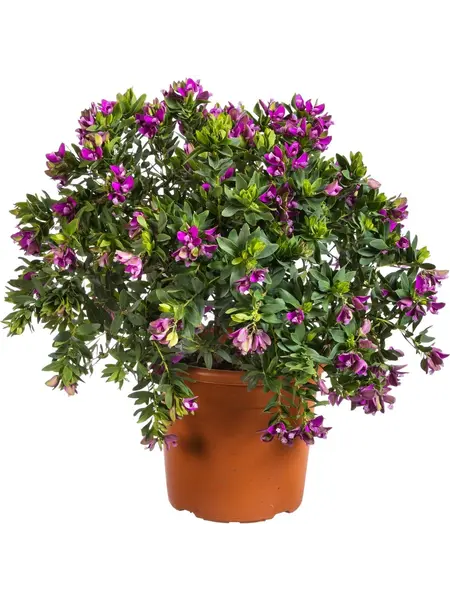 Polygale à feuilles de myrte – Polygala myrtifolia