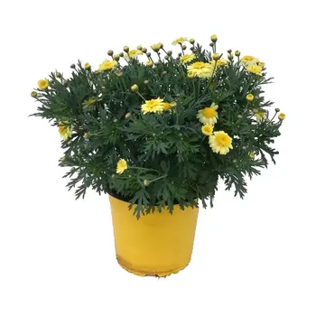 Struikmargriet – Argyranthemum