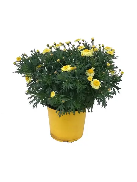 Struikmargriet – Argyranthemum