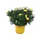  Struikmargriet – Argyranthemum