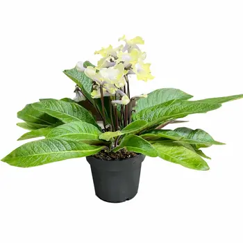 Primevère du Cap – Streptocarpus