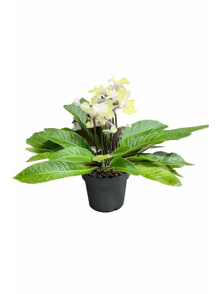 Kaapse Primula – Streptocarpus