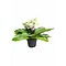  Cape Primrose – Streptocarpus