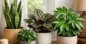 Smart Care Tips for Beginners