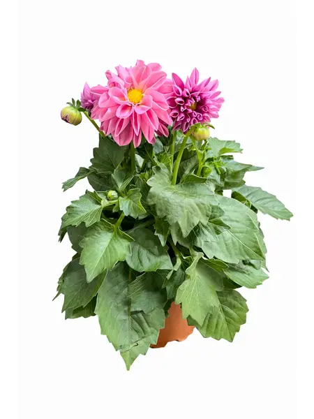 Dahlia