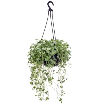 Dichondra argentea 'Silver Falls'