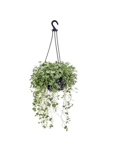Dichondra argentea 'Silver Falls'