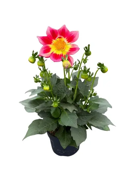 Dahlia Summerbees