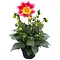  Dahlia Summerbees