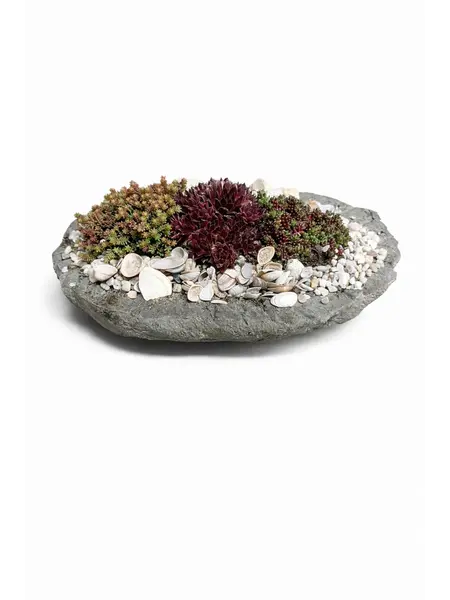 Plant Arrangements