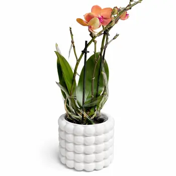 Oranje Orchidee bolzano