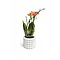  Oranje Orchidee bolzano