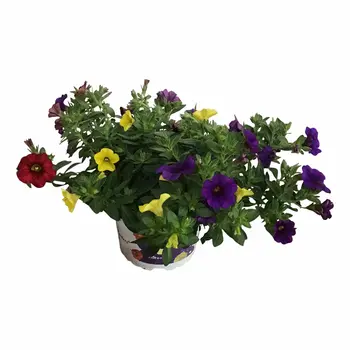 Mini Petunia – Calibrachoa