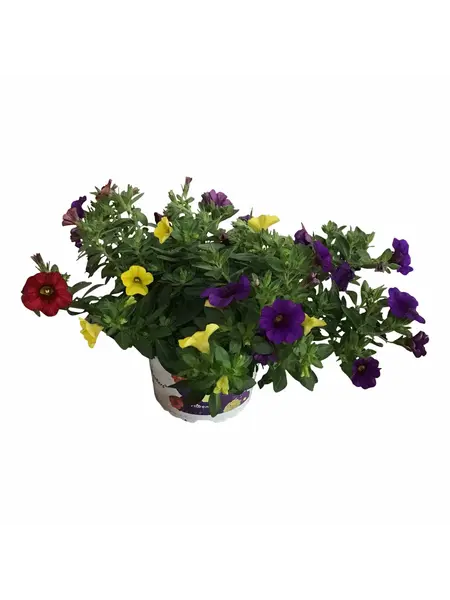 Mini Petunia – Calibrachoa