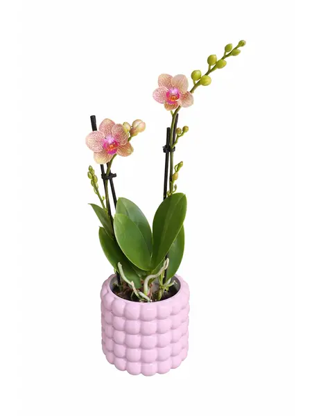 Oranje gele orchidee ‘Grosseto’
