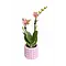  Oranje gele orchidee ‘Grosseto’