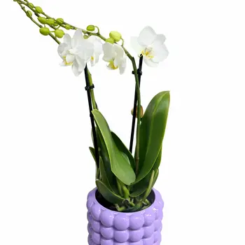 Orchidée blanche 'Amabilis'