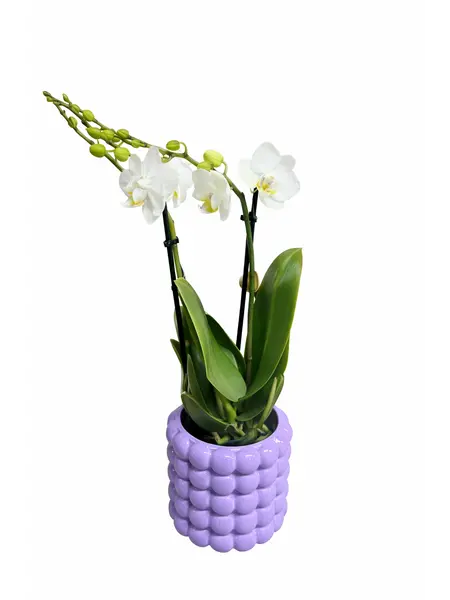 Witte orchidee ‘Amabilis’
