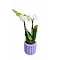  White orchid 'Amabilis'
