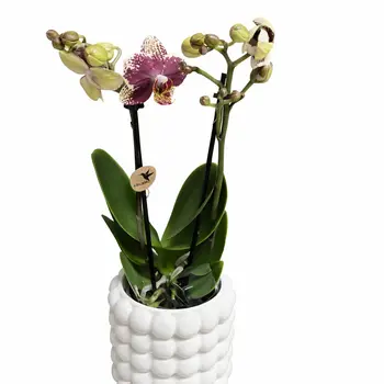 Rood geel orchidee ‘Spain’