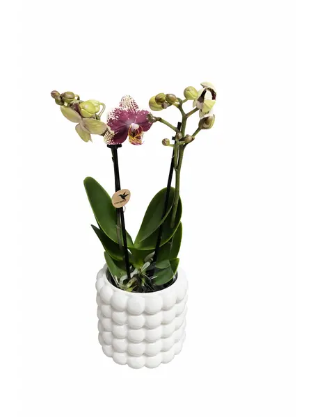 Rood geel orchidee ‘Spain’