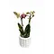  Orchidée rouge et jaune ‘Spain’