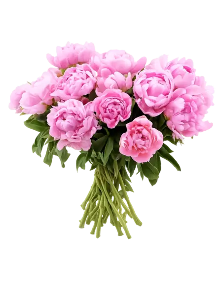 Bouquet of Peonies