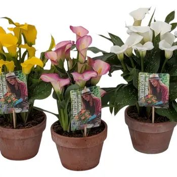 Calla / Aronskelk – Zantedeschia