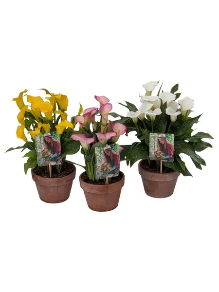 Calla Lily – Zantedeschia