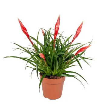 Bromelia Vriesea 'astrid' Multiflower