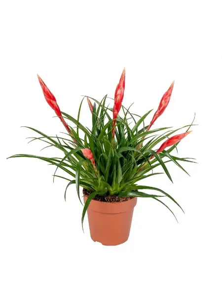 Bromelia Vriesea 'astrid' Multiflower