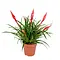  Bromelia Vriesea 'astrid' Multiflower
