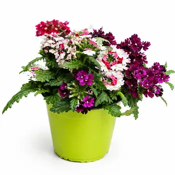 Verveine – Verbena venturi