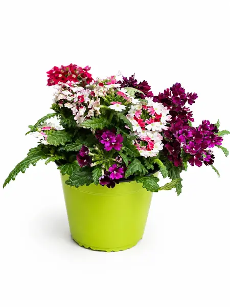 Ijzerhard – Verbena venturi