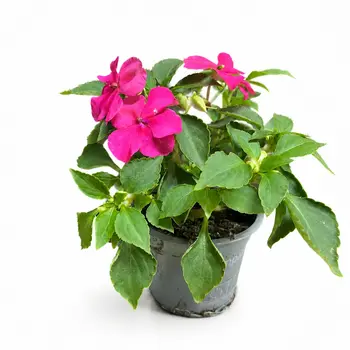 Impatiente – Impatiens walleriana
