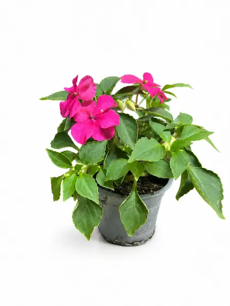 SunPatiens  – Impatiens walleriana
