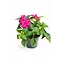  SunPatiens  – Impatiens walleriana