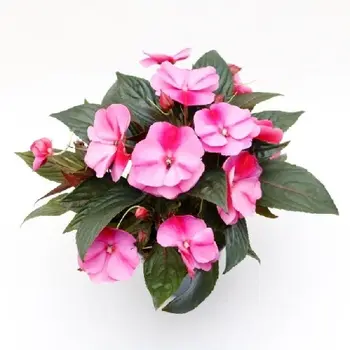 Impatiens – Impatiens 'New Guinea'