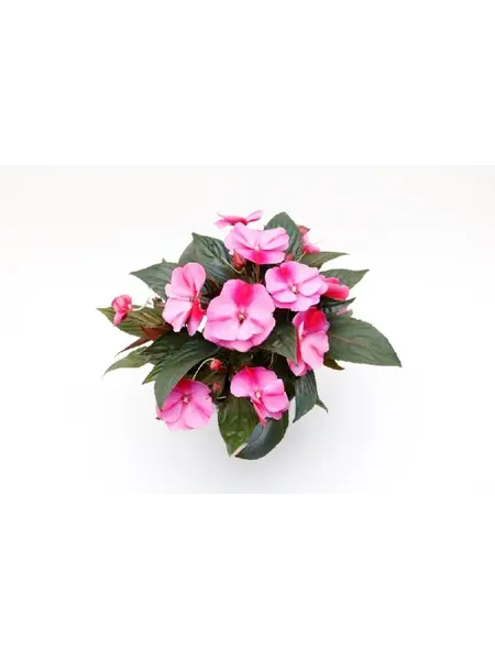 Vlijtig Liesje – Impatiens 'New Guinea'