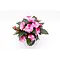  SunPatiens – Impatiens 'New Guinea'