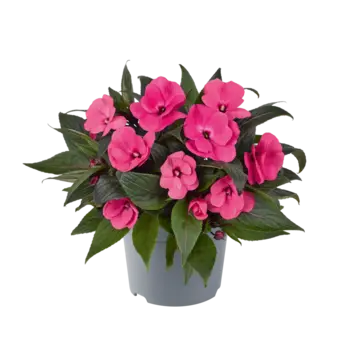 SunPatiens – Impatiens 'New Guinea'