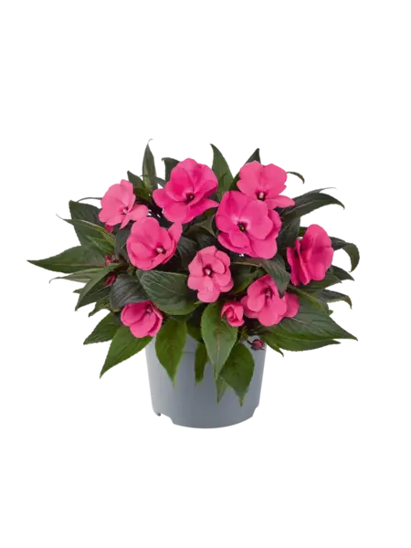 SunPatiens – Impatiens 'New Guinea'