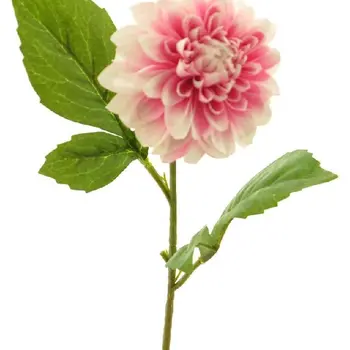 Dahlia George Pink