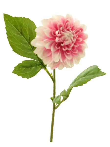 Dahlia George Roze