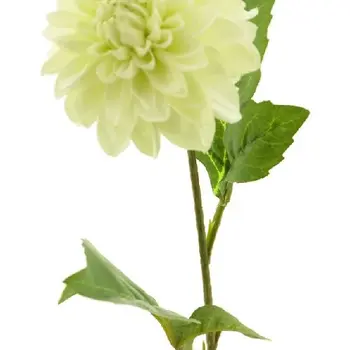 Dahlia George Crème
