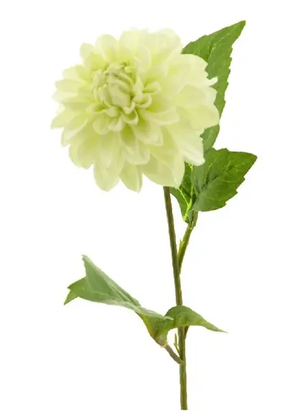 Dahlia George Crème